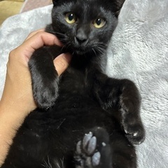 ダブルカギしっぽ！！可愛い黒猫くん