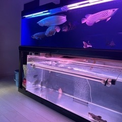 150水槽 取引中