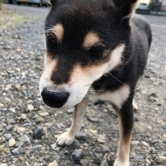 里親が見つかりました　🔳気に掛けて下さりありがとうございました🔳