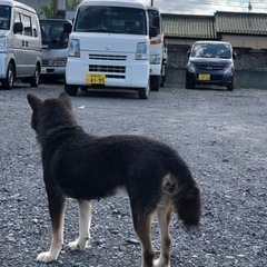 里親が見つかりました　🔳気に掛けて下さりありがとうございました🔳 − 群馬県