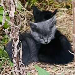 生後4週　グレー2匹と黒猫2匹♡1歳ママも里親募集！