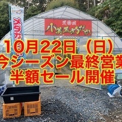 めだか販売最終営業日