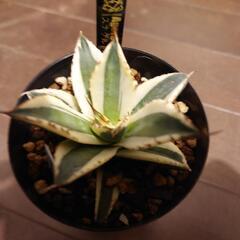 アガベ　チタノタ　スナグルツゥース
