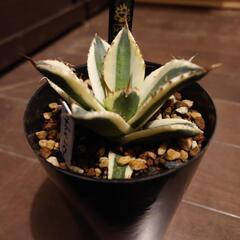 アガベ　チタノタ　スナグルツゥース