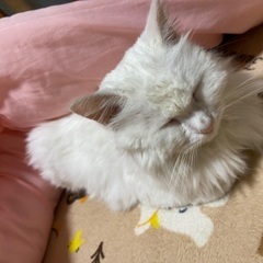 里親決まりました。閲覧有難うございました。女の子の白猫ちゃん − 茨城県