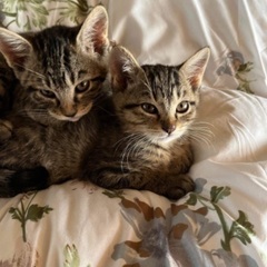 キジネコの可愛い子猫たちの家族になって下さいの画像