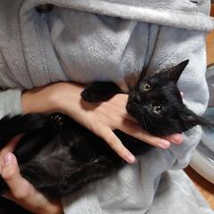 2ヶ月の黒猫(お話中) - 小樽市