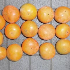 今年も柿がたくさん実りました。柿好きな方に譲ります。