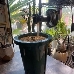 エンセファラルトス ホリダス 2