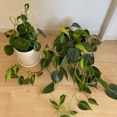 決まりました【観葉植物】ペペロミアレインドロップ、フィロデンドロン