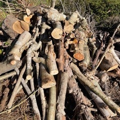 伐採した木の枝、幹、差し上げます！キャンプや薪ストーブにいかがですか？