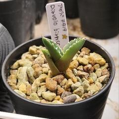 アガベ ディアボロビアンコ 子株 アガベ ディアボロビアンコ 子株