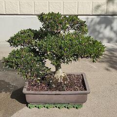 鉢植え★盆栽★皐月★サツキ⑤