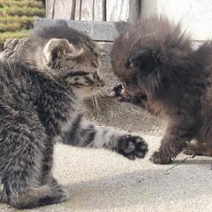 急募＊まだまだ小さな仔猫２匹