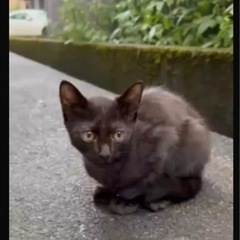 黒猫 男の子✨️ − 福島県
