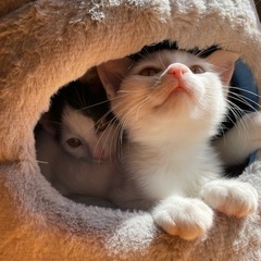 【8月生まれ】なれなれ♡可愛すぎる子猫兄妹の里親募集  − 岡山県