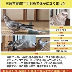 オカメインコを探しています