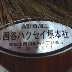 鹿の剥製 オブジェ 壁掛け ハンティングトロフィー コレクション 鹿 はく製 トロフィー シカ 剥製 しか 札幌市東区 新道東店