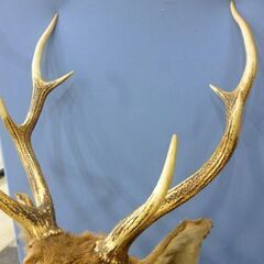 鹿の剥製 オブジェ 壁掛け ハンティングトロフィー コレクション 鹿