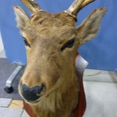 鹿の剥製 オブジェ 壁掛け ハンティングトロフィー コレクション 鹿