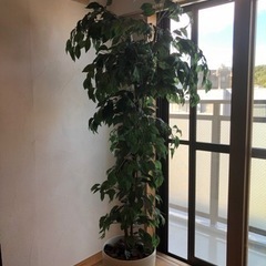 【決定済み】観葉植物　フェイクグリーン　160cm