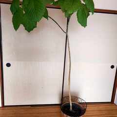 観葉植物 ウンベラータ 180cm 風水 インテリア グリーン