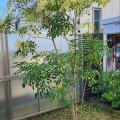 シマトネリコ　鉢植え