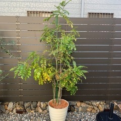 シマトネリコ　鉢植え　2メートル　①