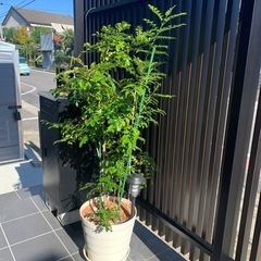 シマトネリコ　鉢植え　1.5メートル　②