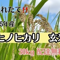 【採れたて！玄米】令和5年　新米　ヒノヒカリ　30kg