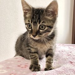 可愛い子猫の里親さんを募集！