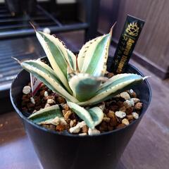 アガベ　チタノタ　スナグルツゥース