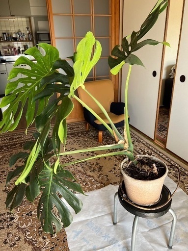 観葉植物　モンステラ？②