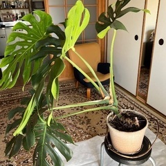 観葉植物　モンステラ？②