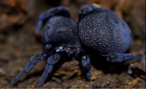 Eresus sp. blue sidi ifniイワガネグモ(ベルベット、レディバードスパイダー) LS3cm程 タランチュラセンチピードムカデ蟻アリカマキリ蜘蛛