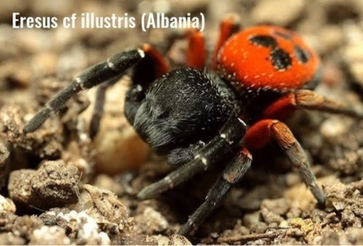 Eresus ilustrisイワガネグモ(ベルベット、レディバードスパイダー) LS3cm程 タランチュラセンチピードムカデ蟻アリカマキリ蜘蛛ハエトリ