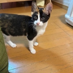 素敵なご家族と出会えました♡ハンデがあるけど明るい♡あーちゃん - 猫