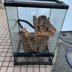 爬虫類(トカゲなど)飼育セット　