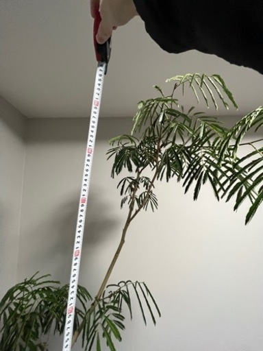 引き取り限定】エバーフレッシュ 約200cm 室内植物 観葉植物 - その他