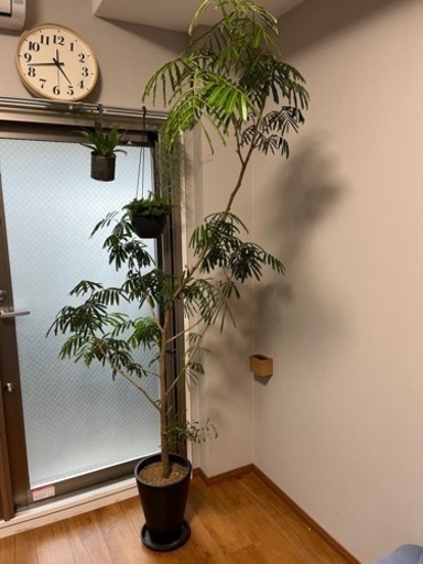 【引き取り限定】エバーフレッシュ　約200cm 室内植物　観葉植物