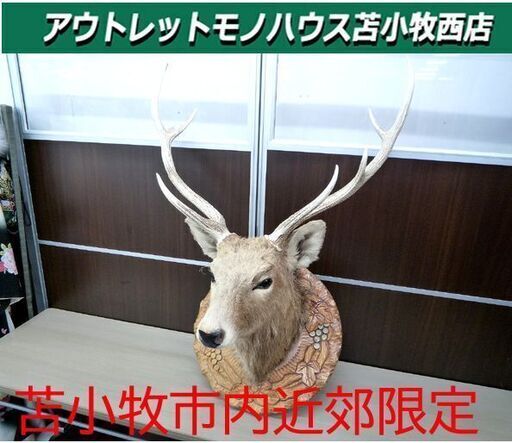 シカ 鹿 剥製 ハンティングトロフィー 壁飾り 中古 苫小牧西店