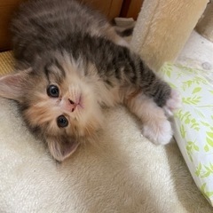 かわいい　子猫ちゃん　里親募集中