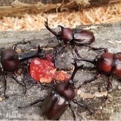 国産カブトムシ成虫3匹