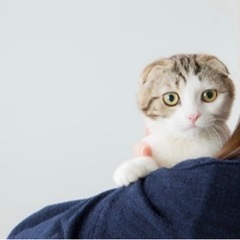 ペットシッター見守りにゃん☀︎猫のお世話はお任せください！の画像