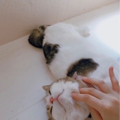 ペットシッター見守りにゃん☀︎猫のお世話はお任せください！ - 西宮市