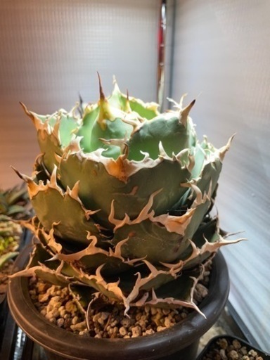 白鯨 アガベ