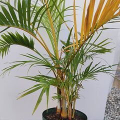 アレカヤシ（ヤシの木）N02 観葉植物