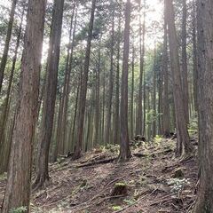 【成約済】山林物件150　兵庫県丹波市山南町