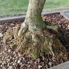 鉢植え★盆栽★皐月★サツキ⑤