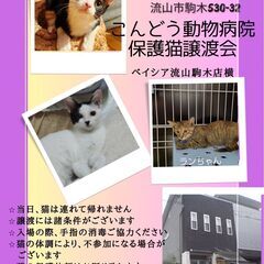 【流山市】10/28（土）こんどう動物病院保護猫譲渡会